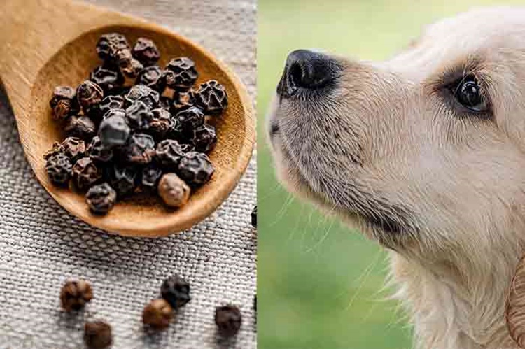 is black pepper good for dogs