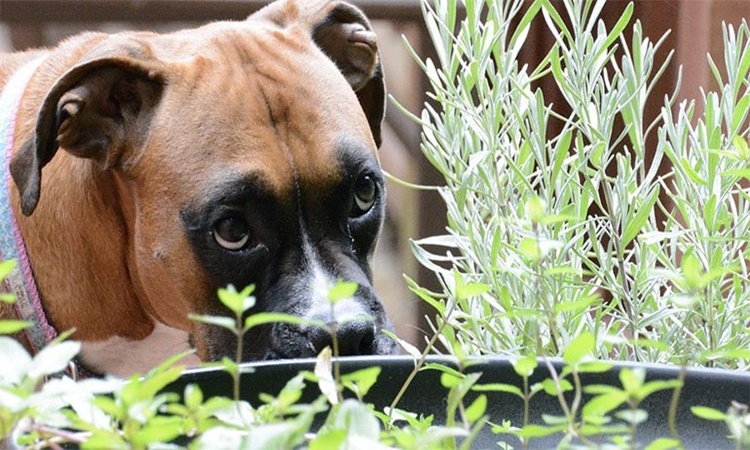 what plants can dogs eat