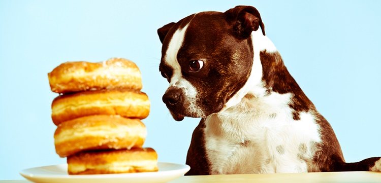 Foods Bad For Dogs