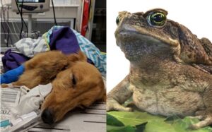 Cane Toad Dog Poison Symptoms