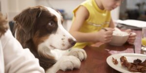 What Food is Good and Bad for Dogs