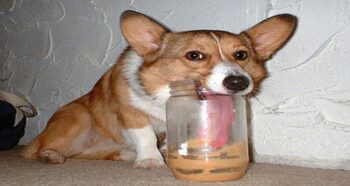 Are Dogs Allowed To Eat Peanut Butter