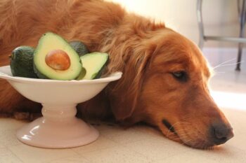 Avocado for Dogs