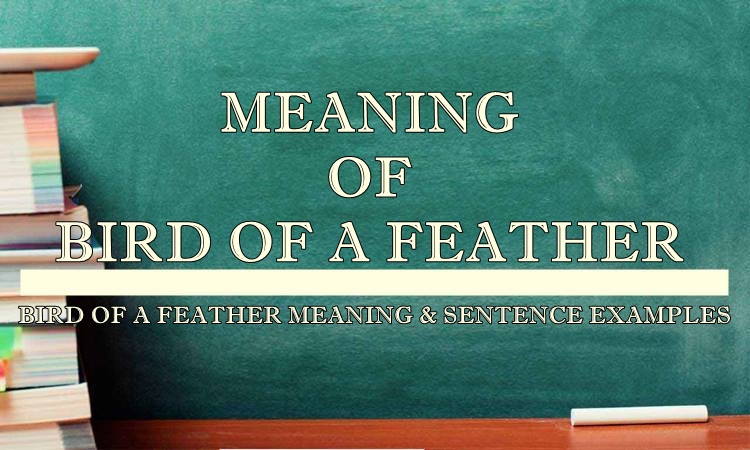 bird of feather meaning song