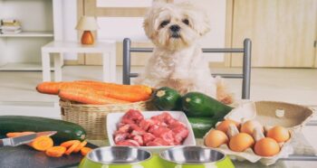 Food for Dogs
