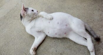 How Long Are Cats Pregnant