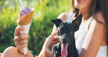 Is Ice Cream Good for Dogs