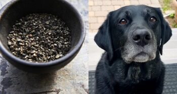 Is Pepper Bad for Dogs