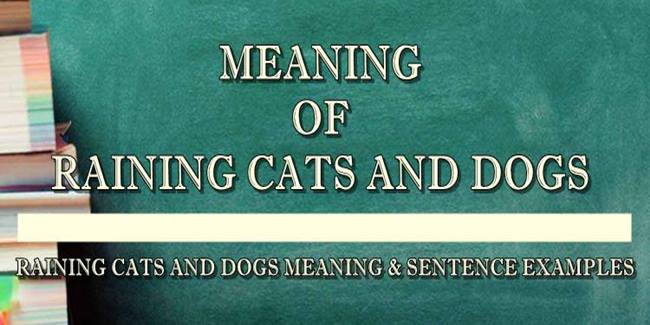 Raining Cats And Dogs Meaning & Sentence Examples