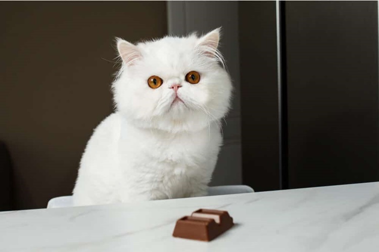 Are Cats Allowed To Eat Chocolate Here s What You Should Know are-cats-allowed-to-eat-chocolate-here-s-what-you-should-know