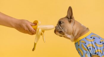 Are Dogs Allowed to Eat Banana