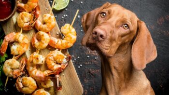 Are Dogs Allowed to Eat Shrimp