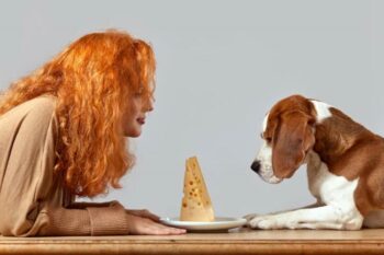 Can Dogs Eat Cheese