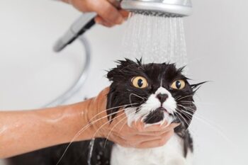 Cat Bath