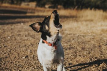 Dog Howling