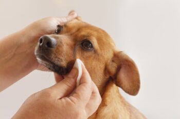 How to Remove Dog Tear Stains