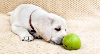 Is Apple Good for Dogs