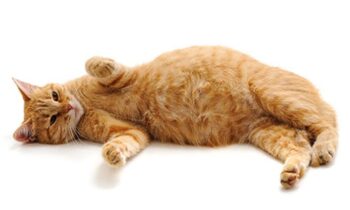 PREGNANT CAT