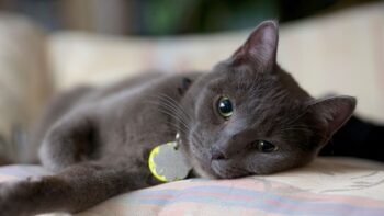 Rabies in Cats
