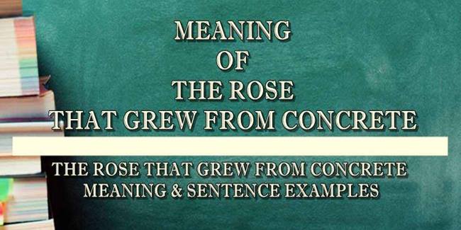 the-rose-that-grew-from-concrete-meaning-sentence-examples