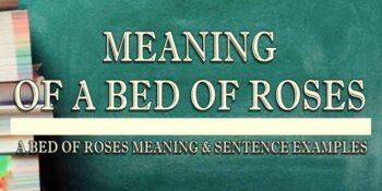 A BED OF ROSES MEANING 1