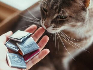 Are Chocolates Bad for Cats