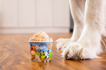 Are Dogs Allowed to Eat Ice Cream