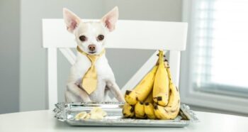 Can Dogs Eat Bananas
