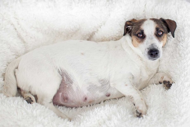 How Many Days Is A Dog Pregnant: Details about Dog's Pregnancy Period