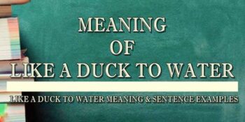 LIKE A DUCK TO WATER MEANING 2