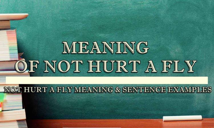 not-hurt-a-fly-meaning-sentence-examples