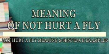 NOT HURT A FLY MEANING 2
