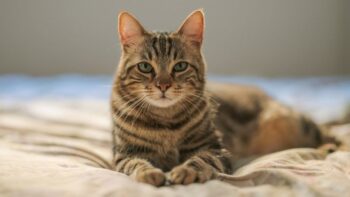 Rabies Symptoms in Cats