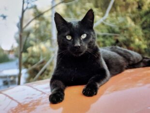 Signs of Rabies in Cats