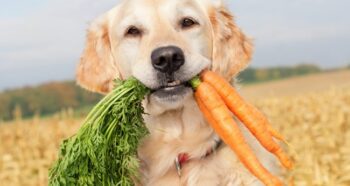 What Food Is Good and Bad for Dogs