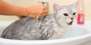 Why Do Cats Hate Water