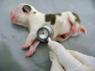 Fading Puppy Syndrome