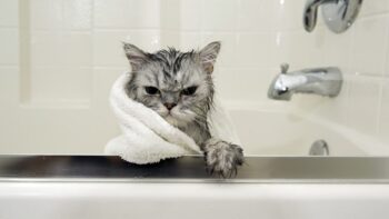 How to Take a Bath a Cat