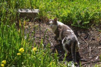 Stray Cat Garden