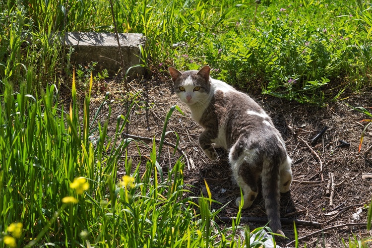 STRAY CAT: Here's How To Drive Away Cats that Destroy your Garden Plants