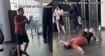 losing dogs in airport