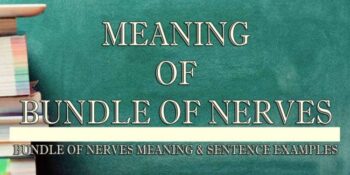 Bundle Of Nerves Meaning 2