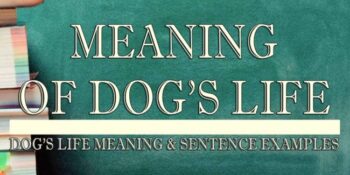Dog's Life 1
