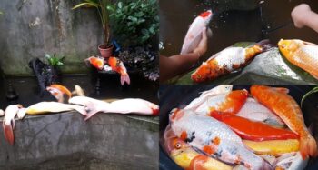 Koi