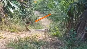 meter reader and snakes