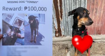 missing dog