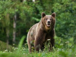 Jogger Attacked by Bear