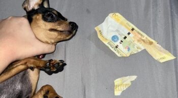 dog shredding money