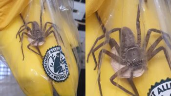 giant spider