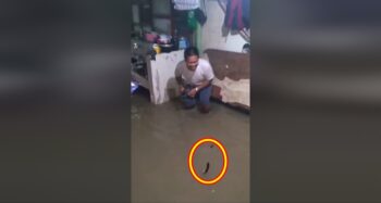 fish catched inside house